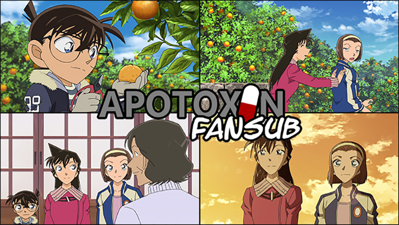 El Atardecer en el Campo de Mandarinas